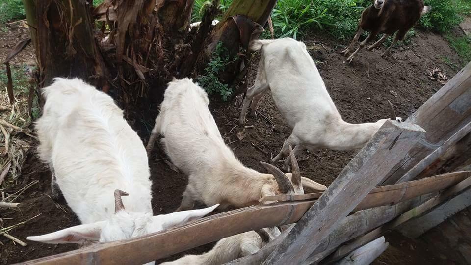 Finca El Diamante Villa Calarcá Екстериор снимка